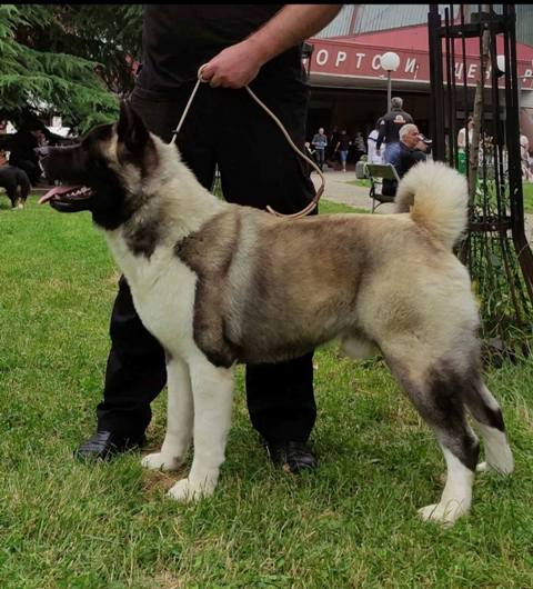 Američka Akita štenci